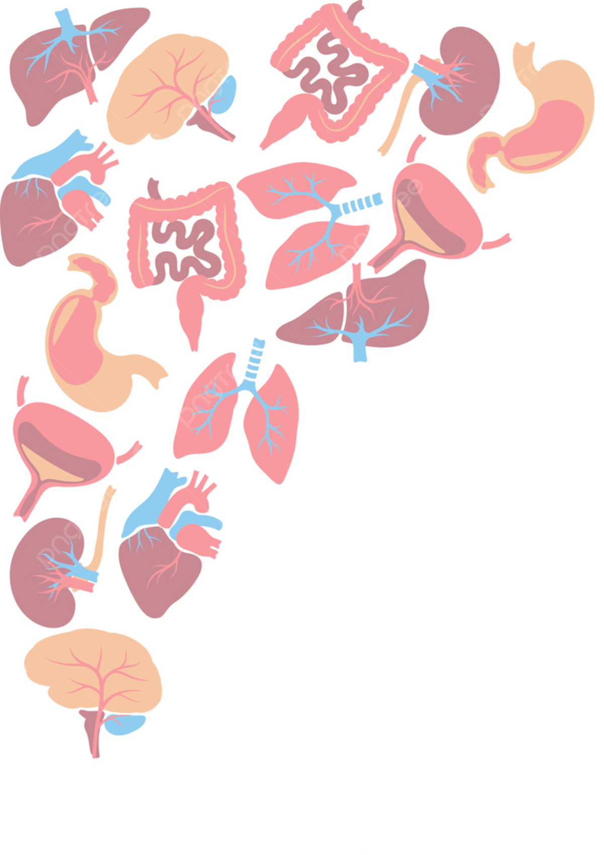 1200x1697 Background With Internal Organs