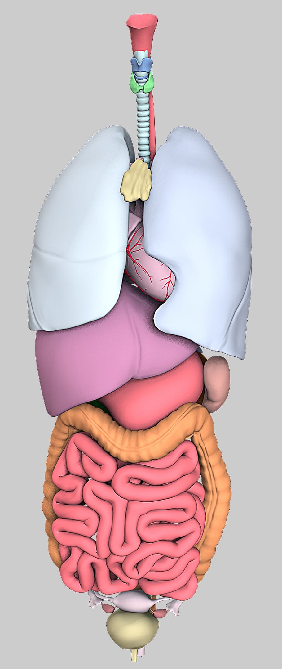 910x2156 HD wallpaper: anatomy, organs, model