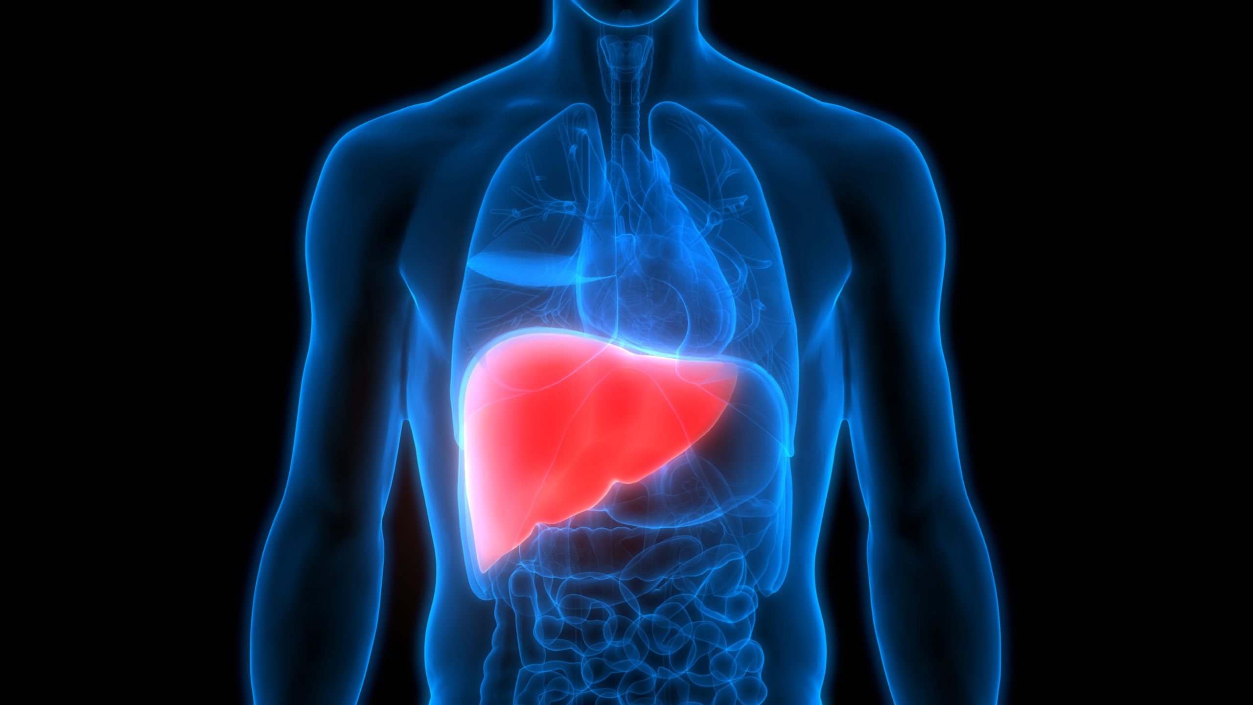 2560x1440 Human Body Organs Anatomy (Liver)