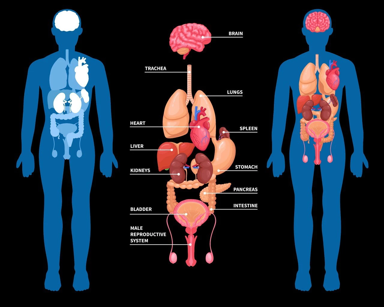 1280x1024 organs in your body you can live without!