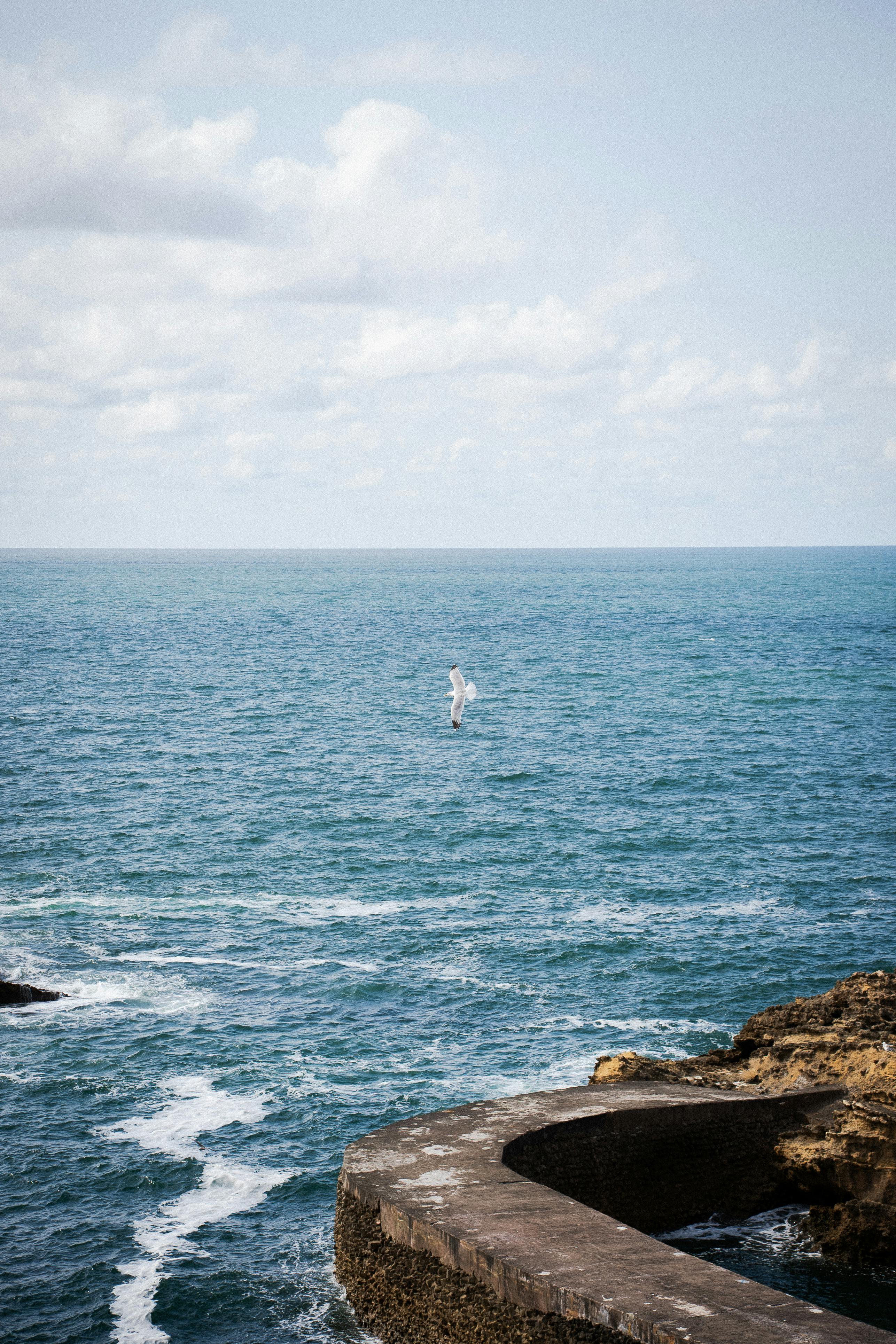 2573x3860 Seagull Soaring Over the Blue Sea