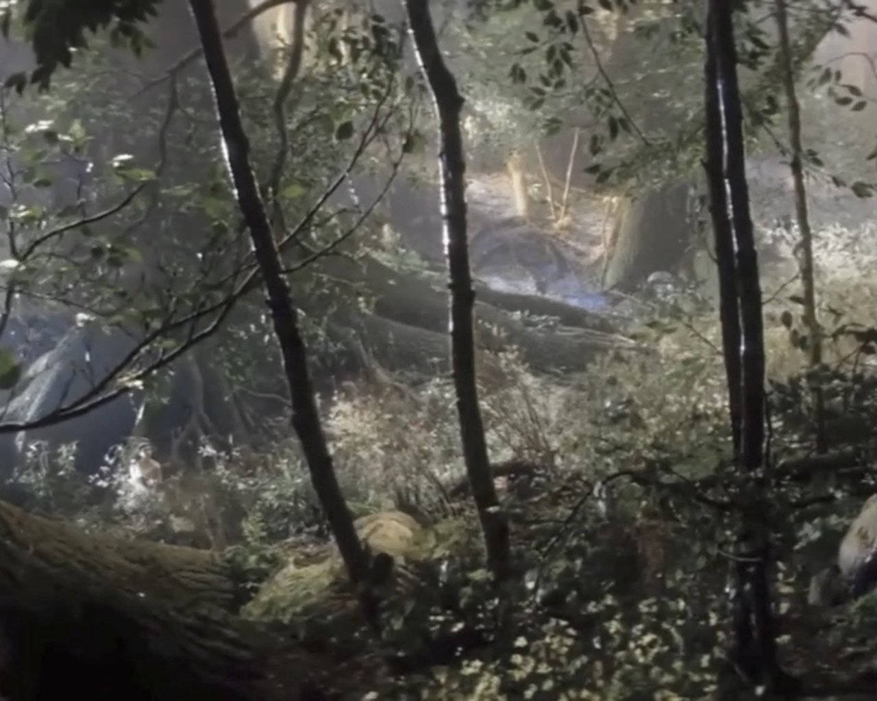 1280x1024 Aesthetic Fairycore Forest Grunge Pfp