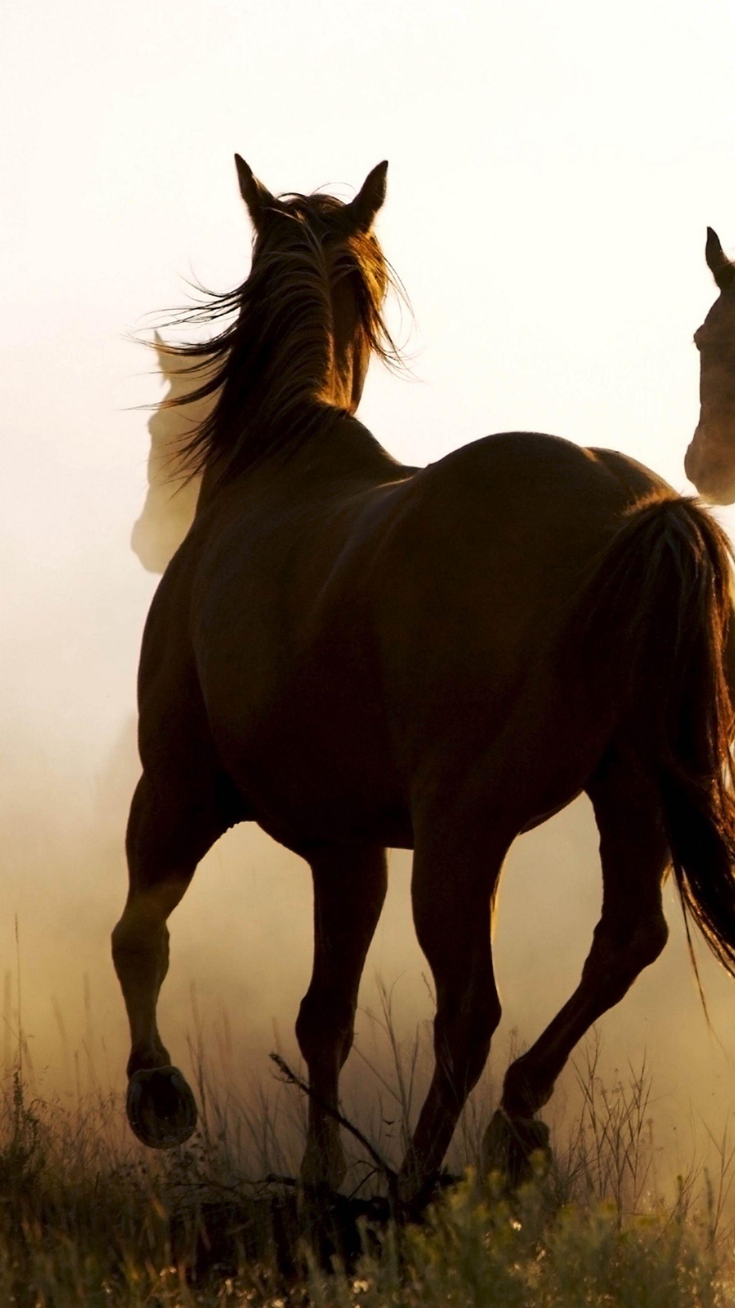 Cowboy Horse Wallpapers - Top Free Cowboy Horse Backgrounds