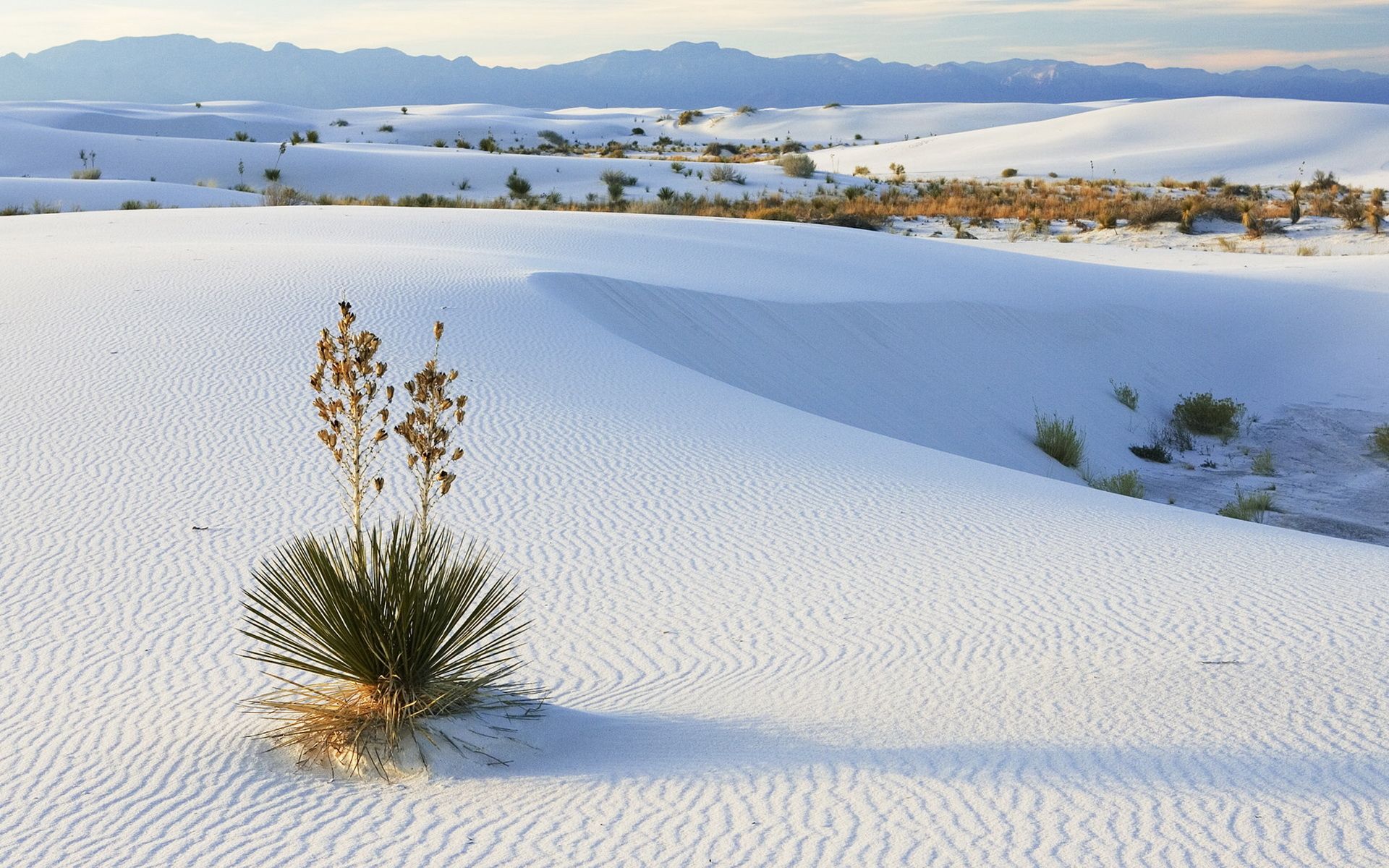 1920x1200 Sarasa Desert