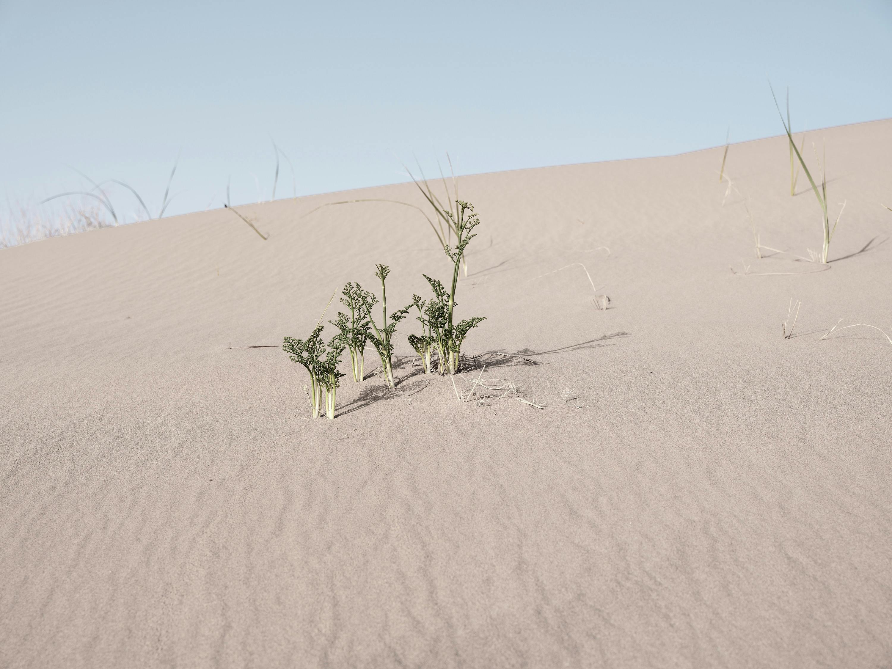 3000x2250 Empty White Desert Near Grasses · Free