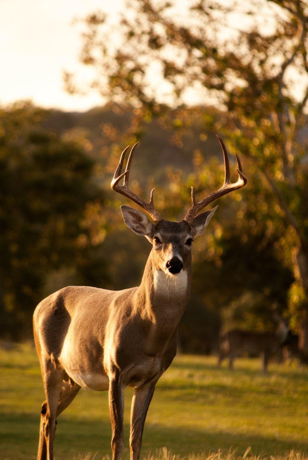 1000x1494 Animals Wallpaper: Free HD Download [HQ]