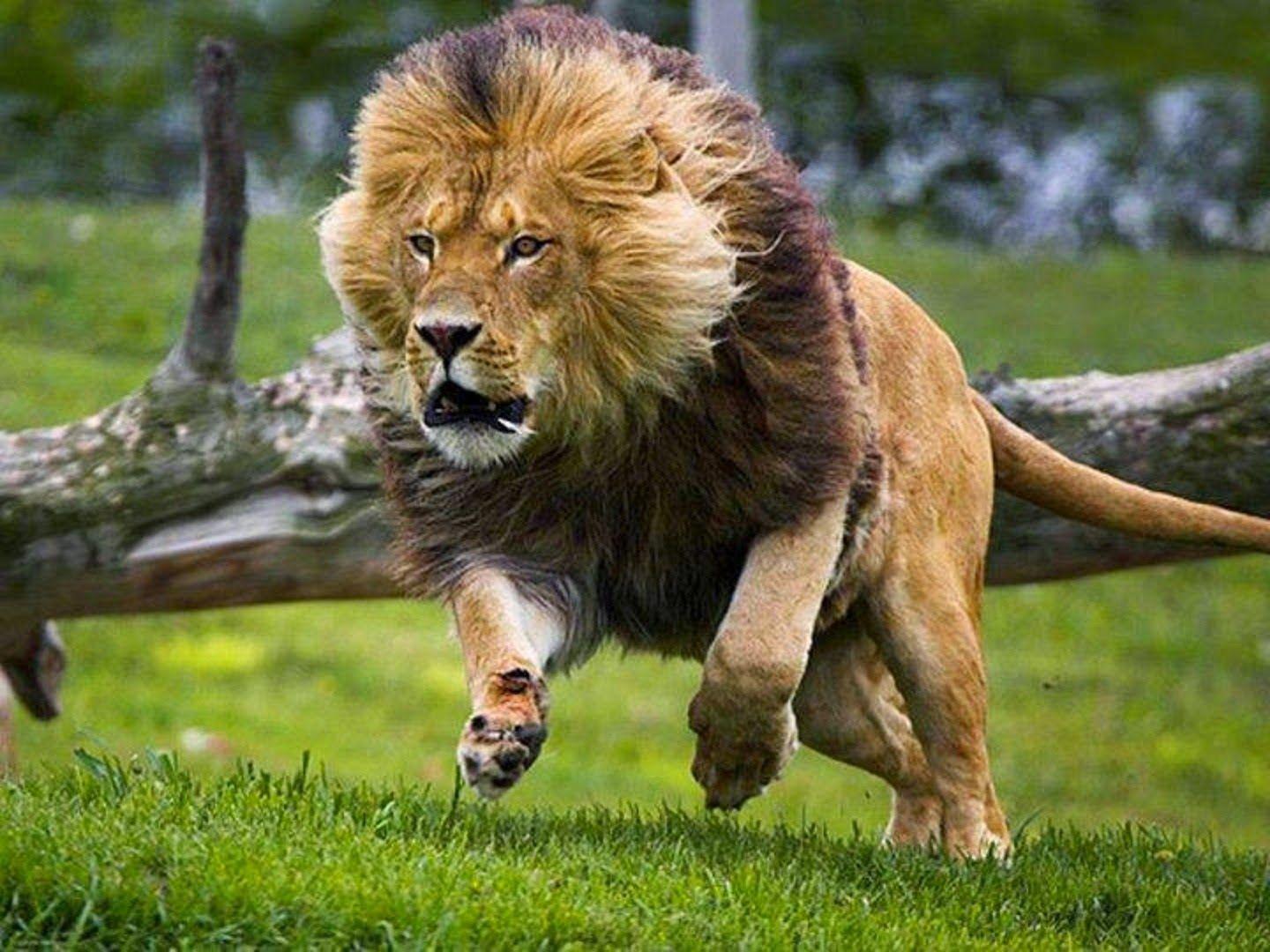 1440x1080 Best Animals Wallpaper Free All HD Wallpaper HD