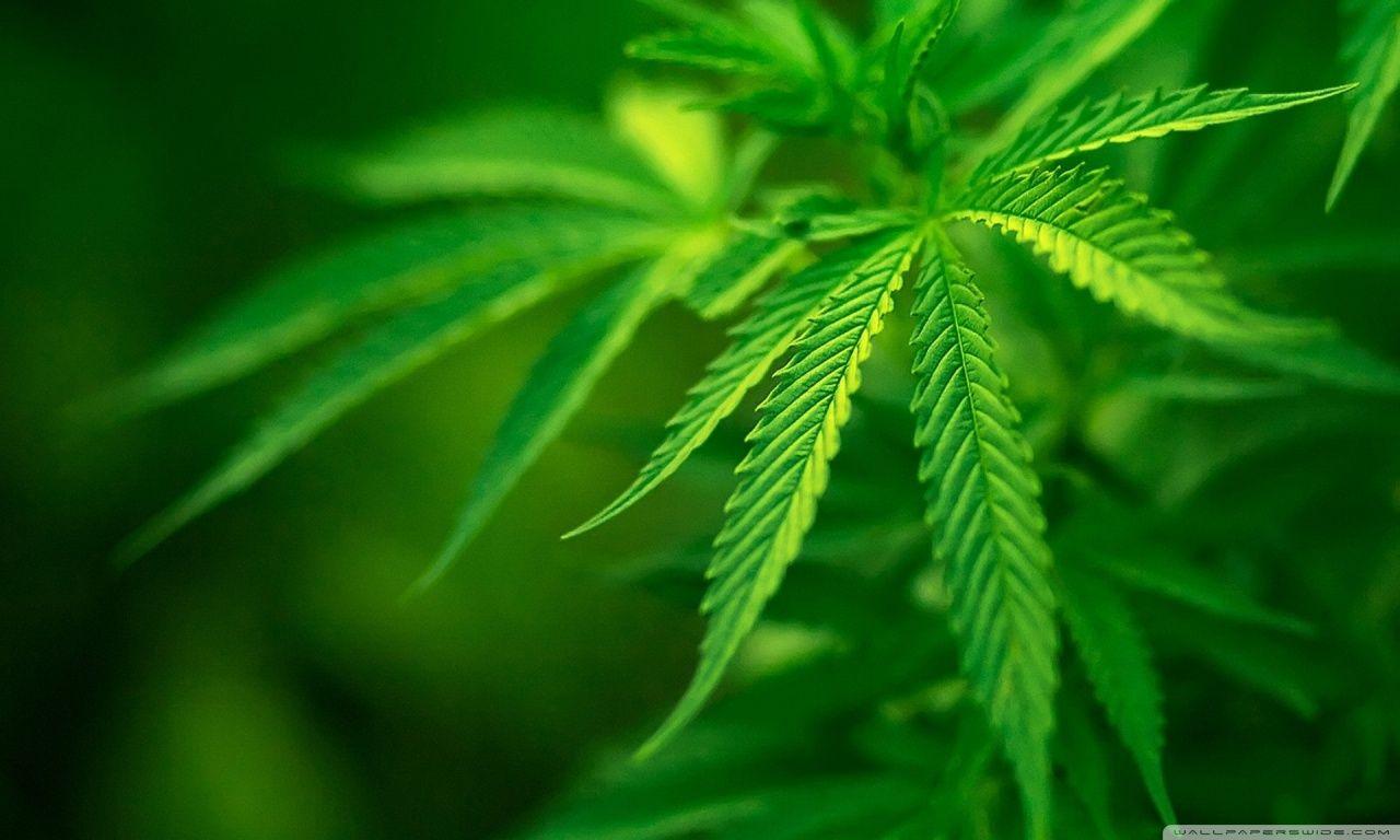 1280x768 Best HD Green Wallpaper