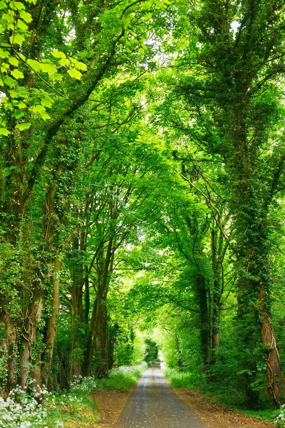 1000x1500 Natural Image [HD]. Download Free Nature