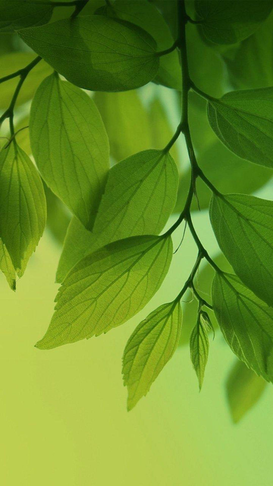 1080x1920 Green Leaf Wallpaper HD