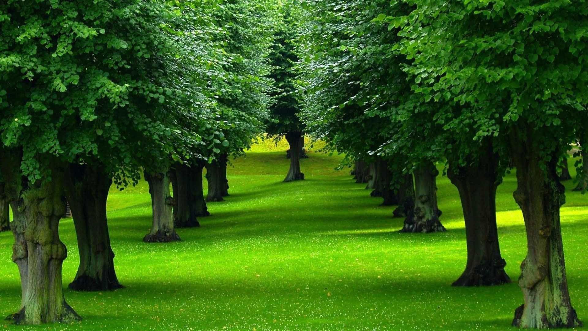 1920x1080 Green Background Wallpaper