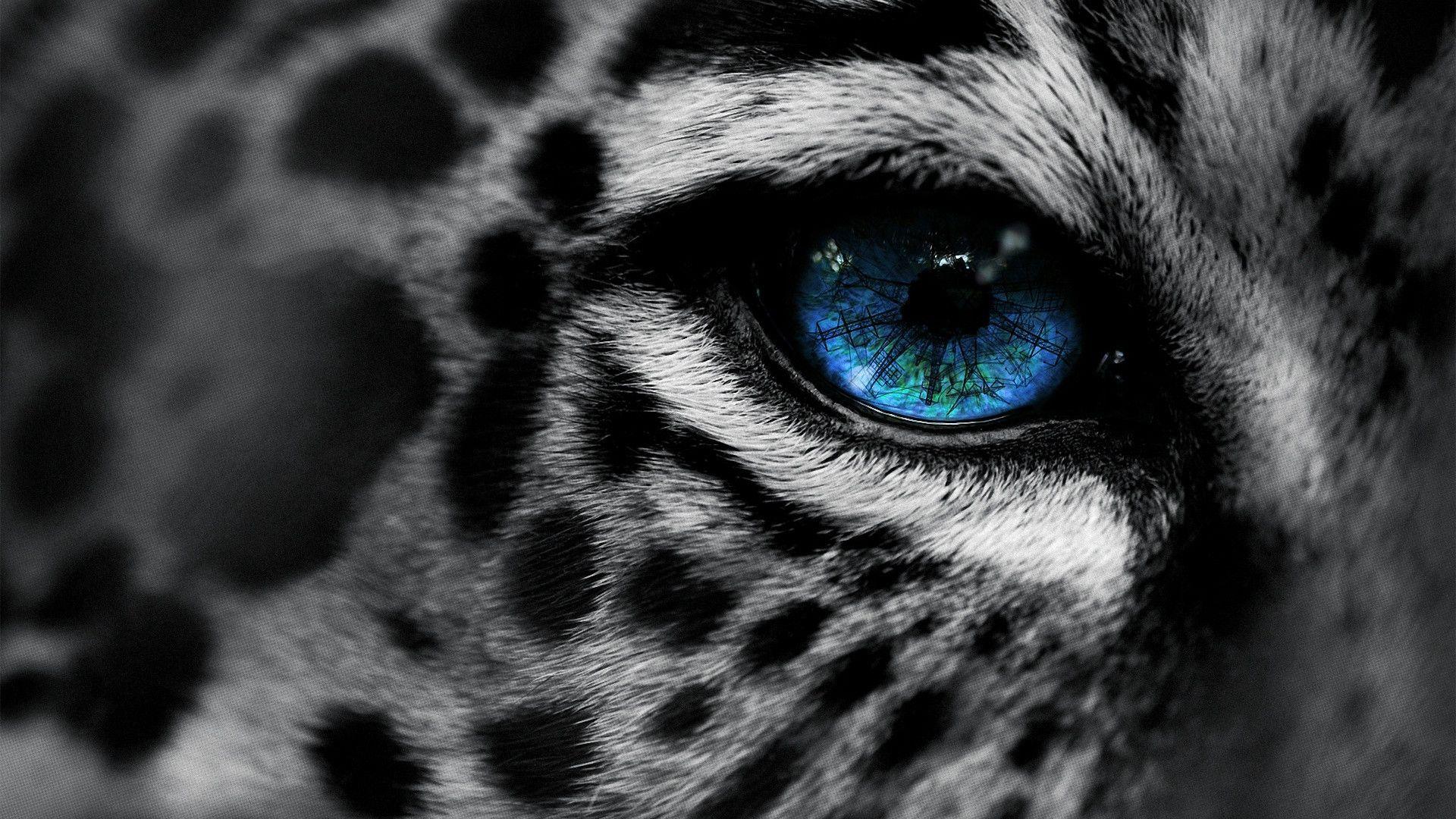 1920x1080 animal wallpaper HD