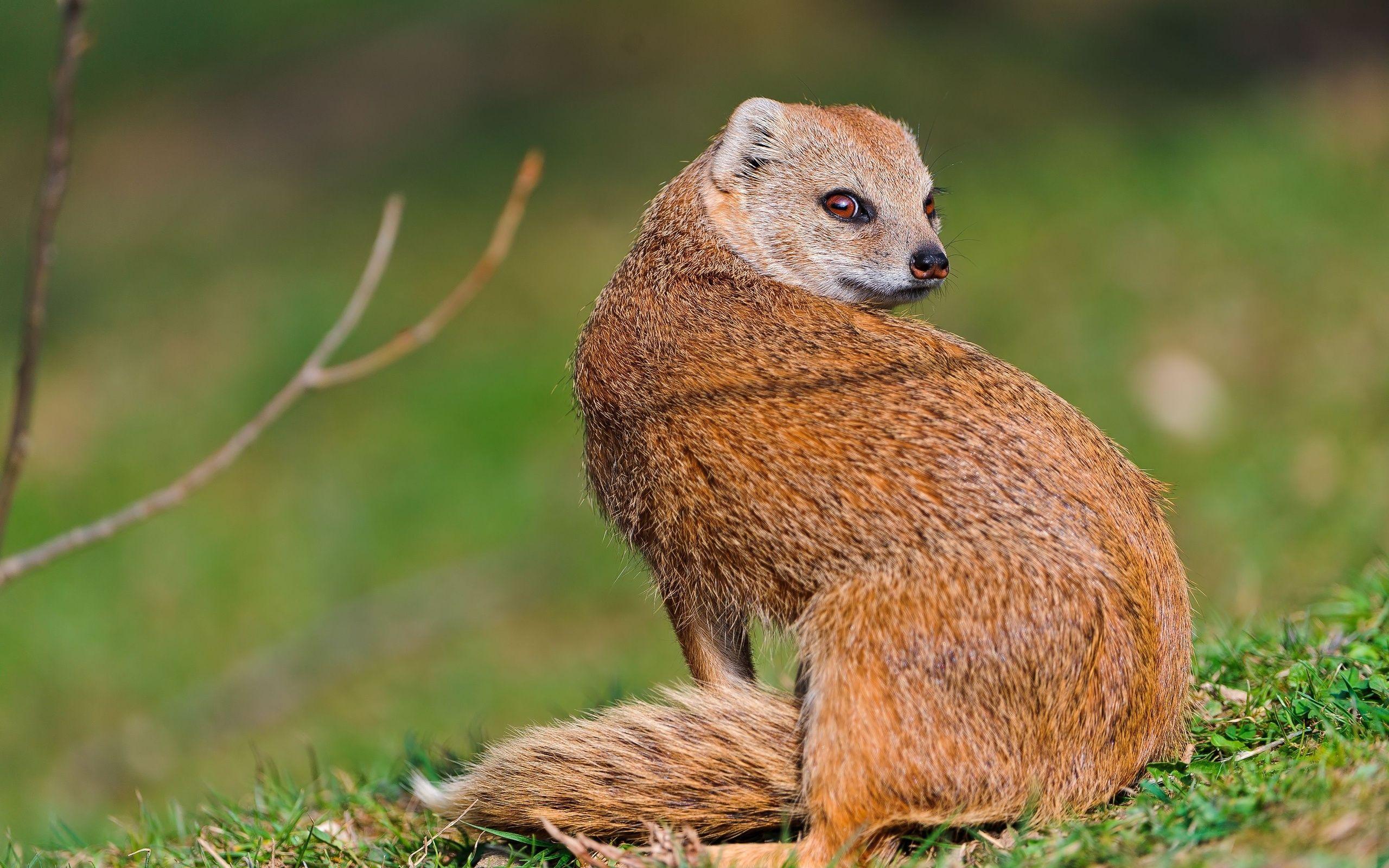2560x1600 Mongoose Animal Wallpaper