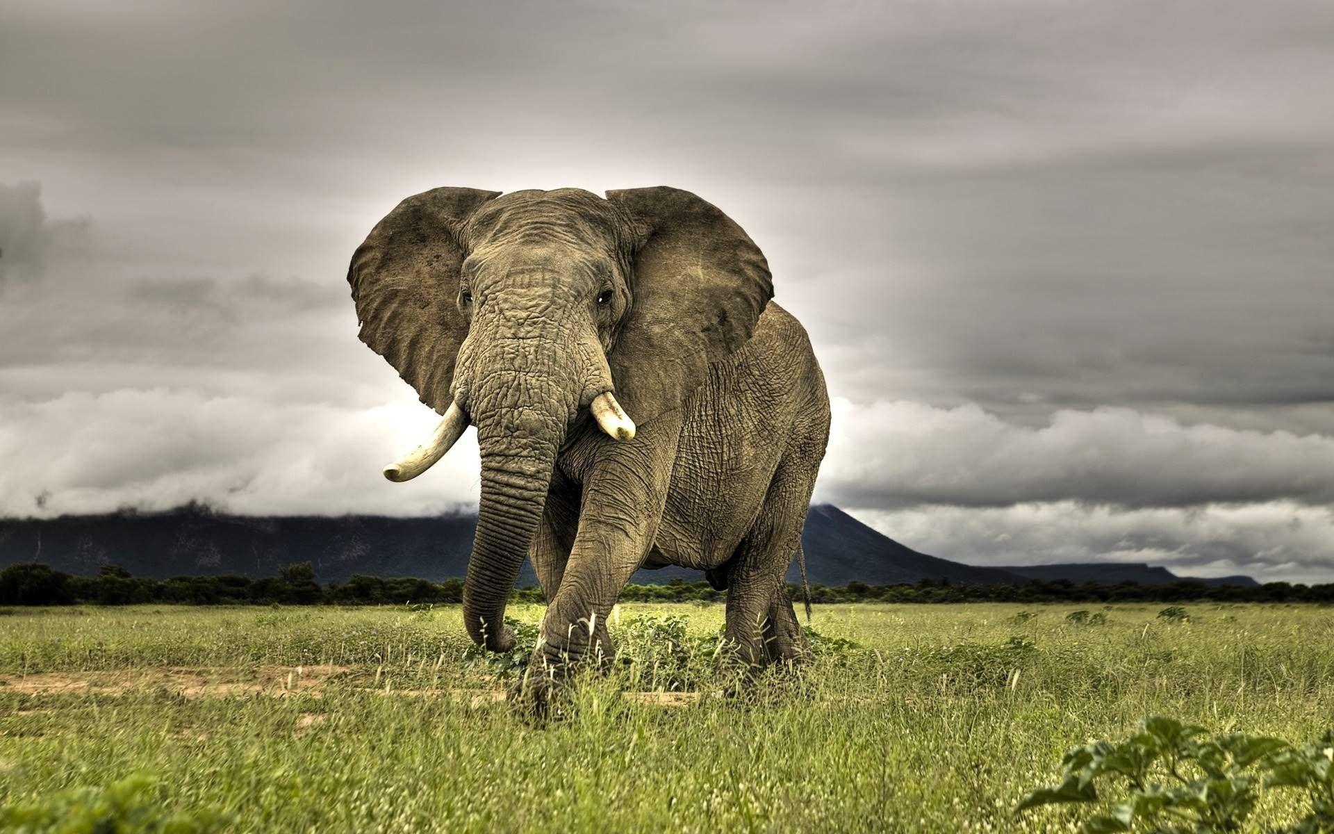 1920x1200 Awesome HD Animal Wallpaper