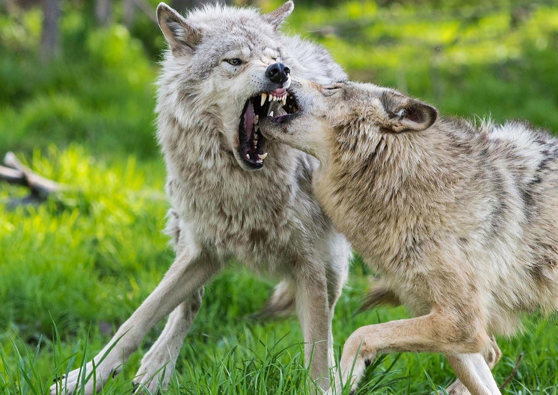 1810x1283 Wild Animal Wallpaper, Animal Planet, Desktop Image, Cute