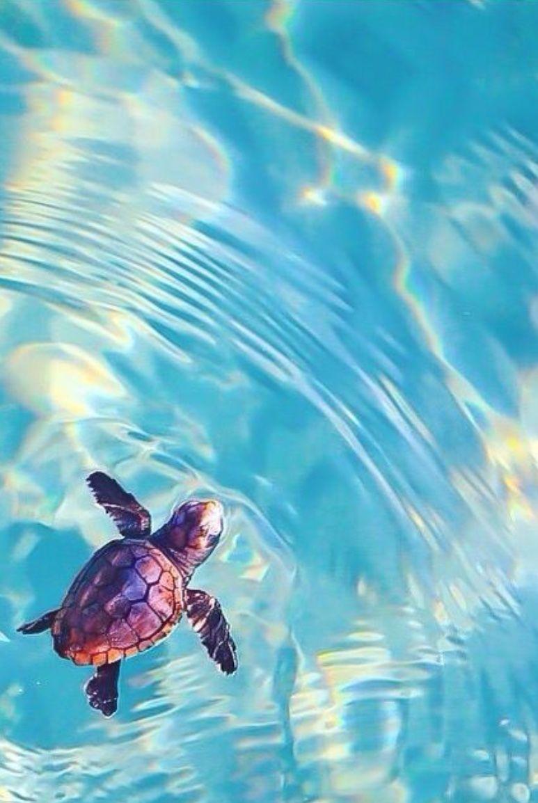 773x1154 Would you like a straw or would you like to save the turtles