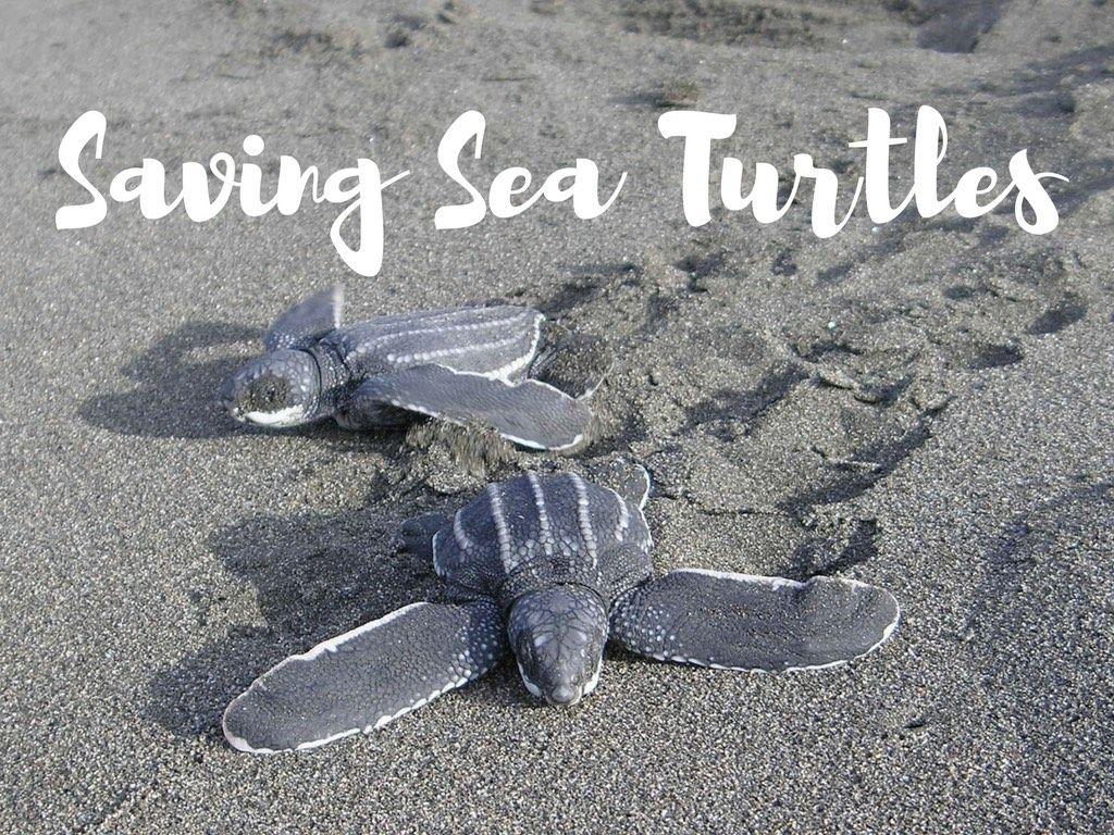 Save The Turtles Wallpapers - Top Free Save The Turtles Backgrounds ...