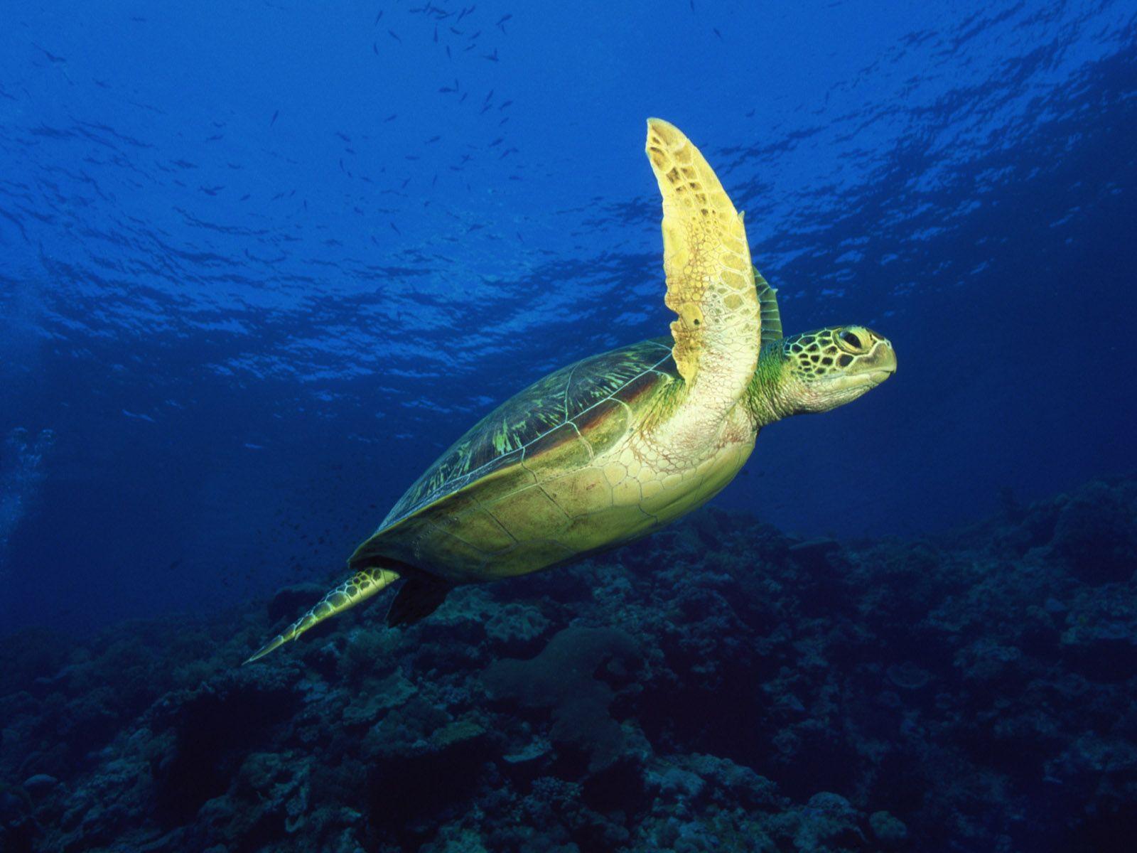 1600x1200 Turtle