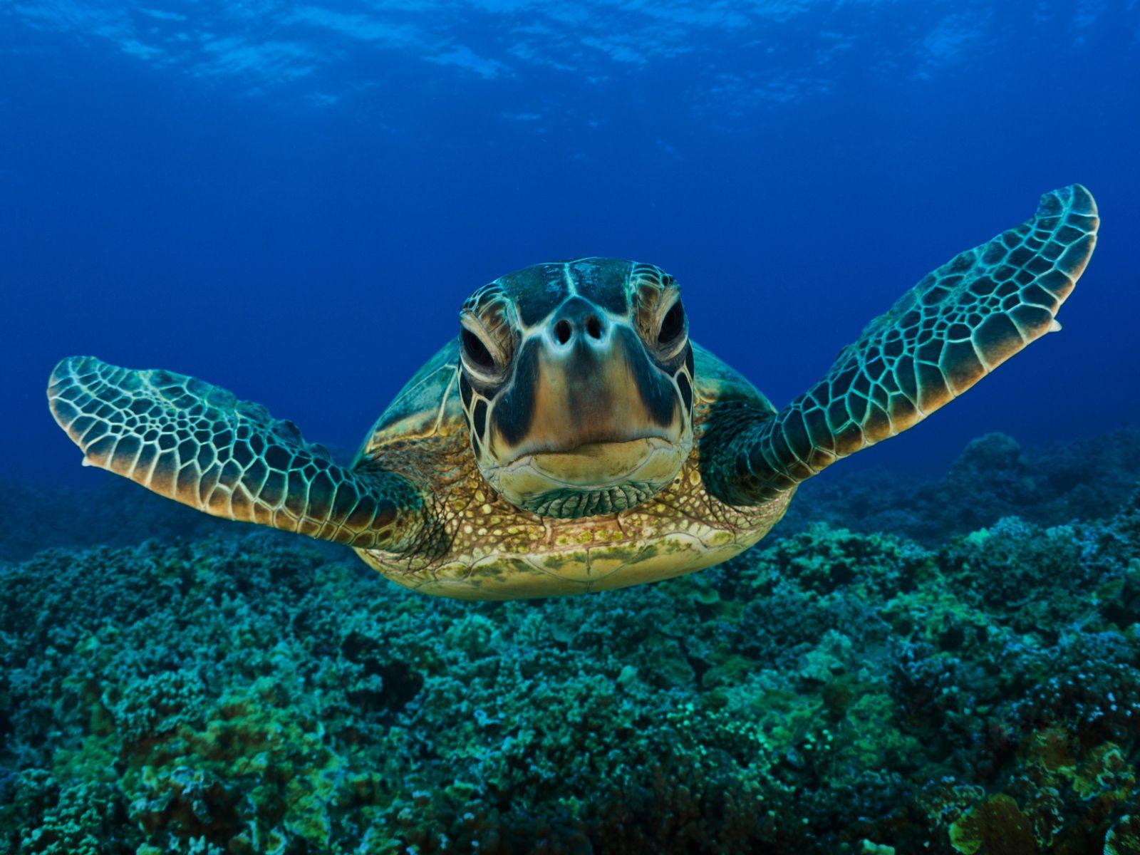 1600x1200 Turtle Wallpaper, Download Cute underwater Turtles HD