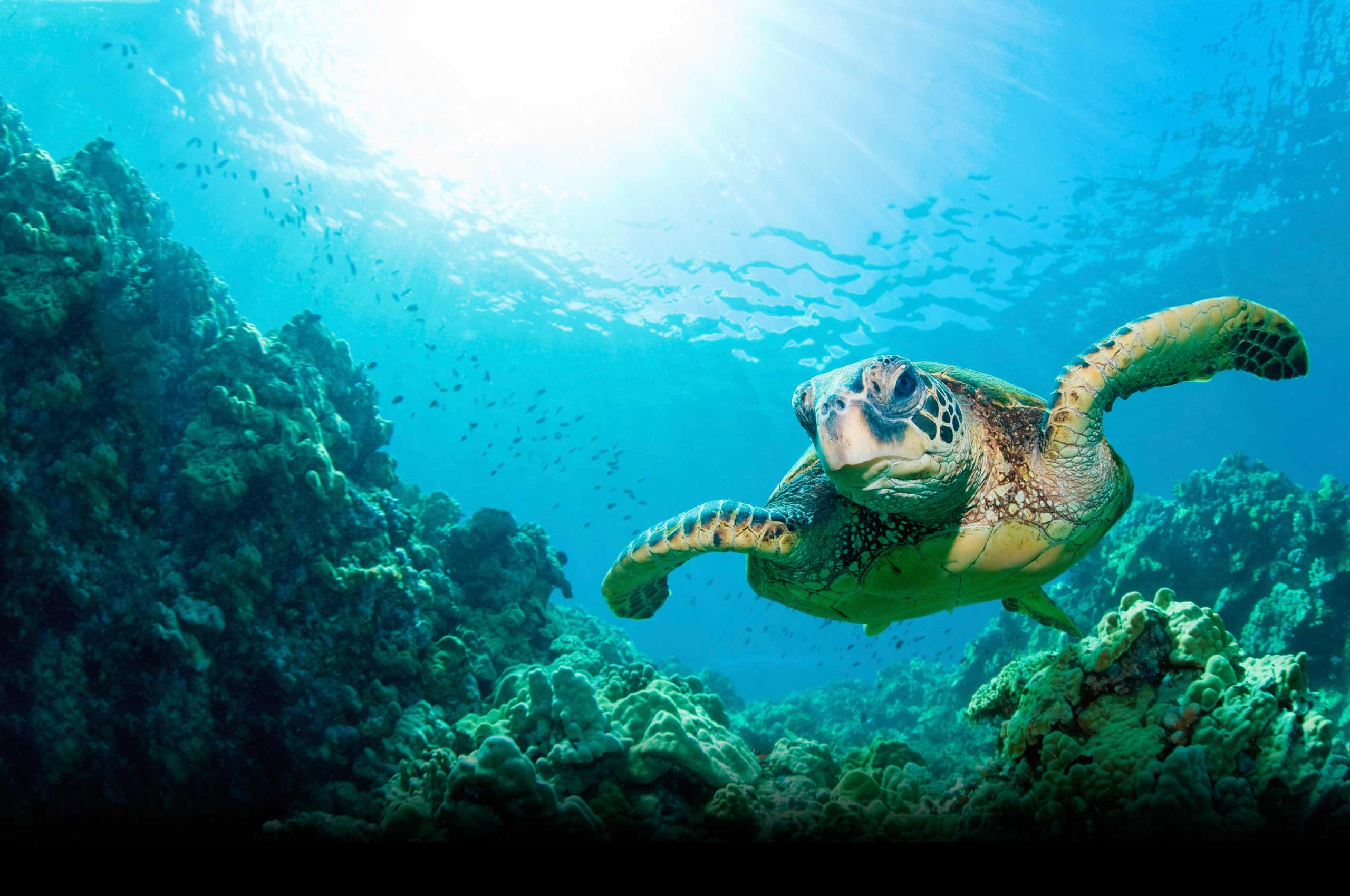 Save The Turtles Wallpapers - Top Free Save The Turtles Backgrounds ...