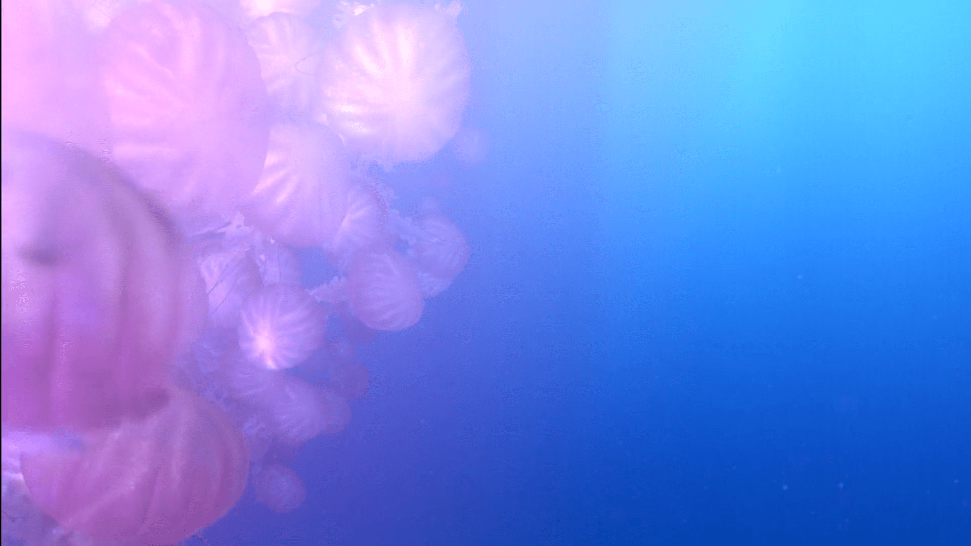 1920x1080 Nemo Wallpaper [1920x1080]