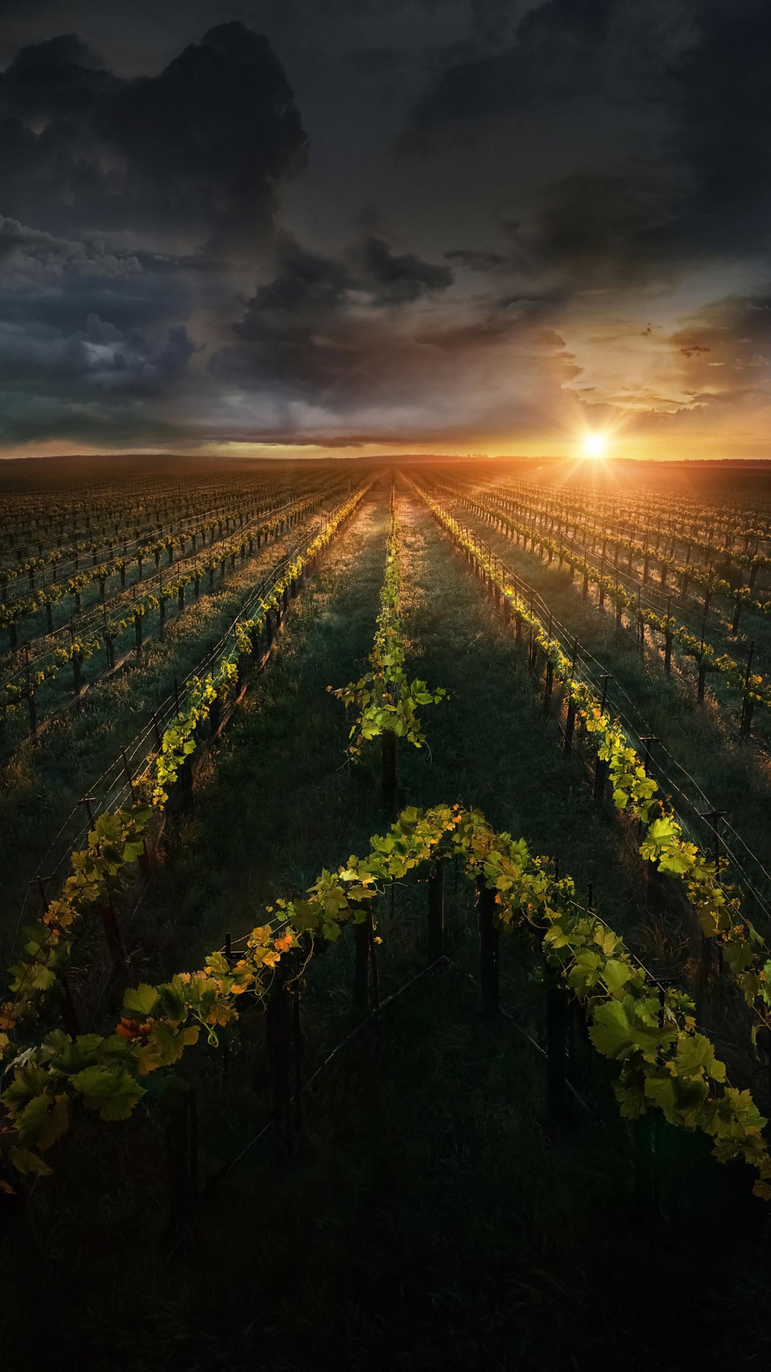 1536x2732 Star Trek: Picard Phone Wallpaper