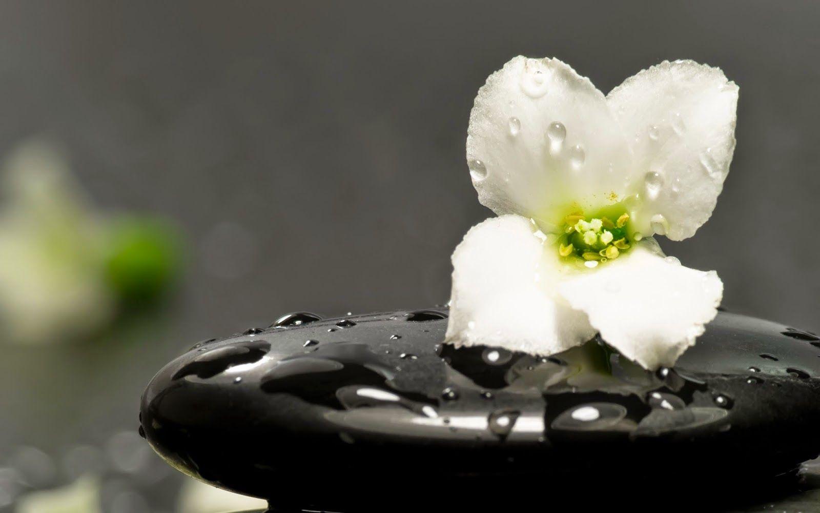 1600x1000 Zen Wallpaper HD