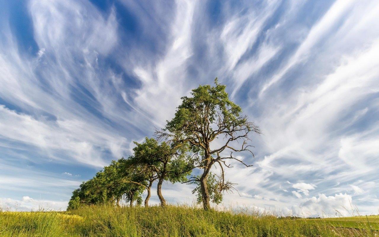 1280x800 Trees Row Field Cloudy Sky wallpaper. Trees Row Field