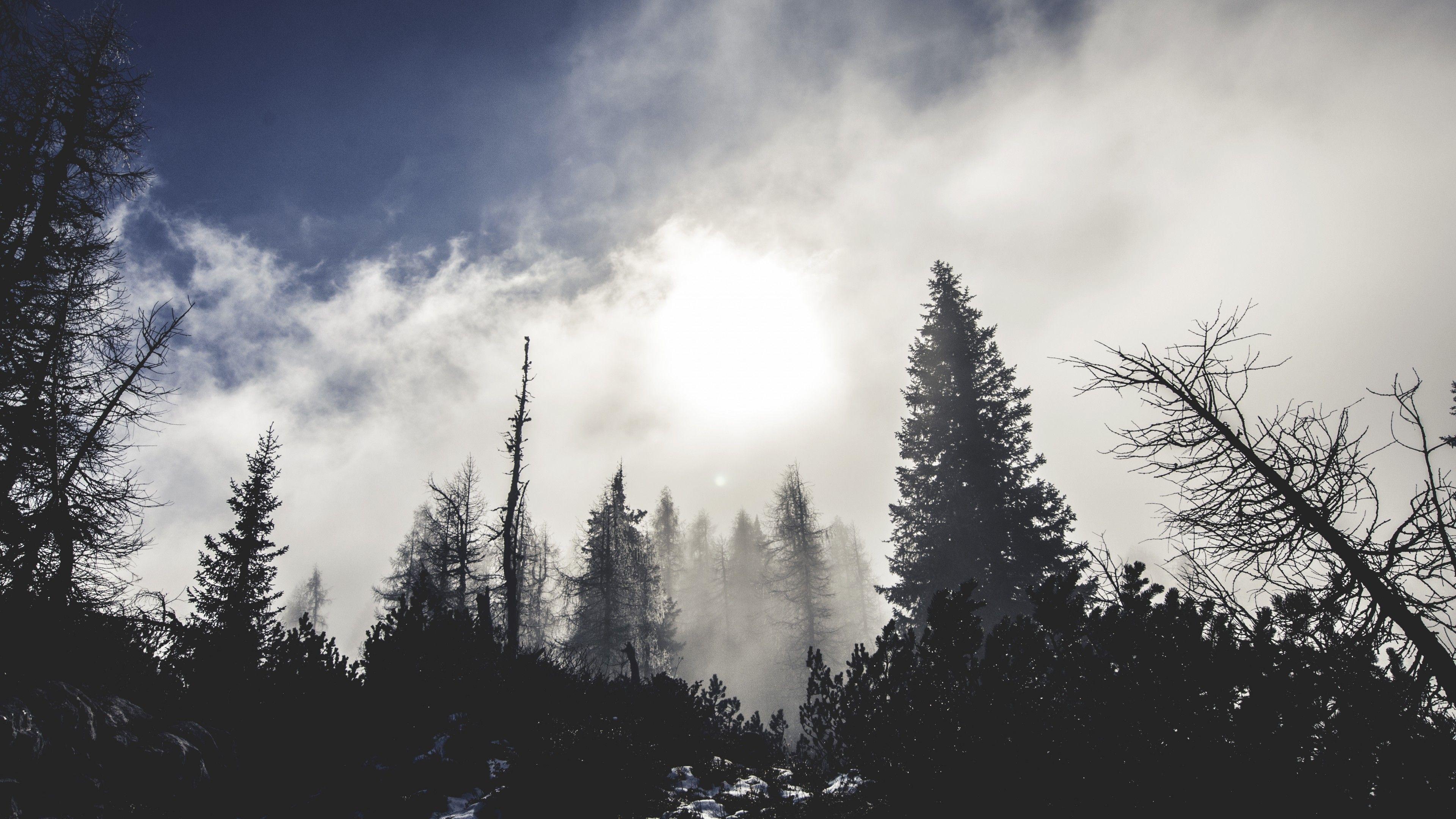 3840x2160 Wallpaper Forest, 5k, 4k wallpaper, trees, pines, clouds