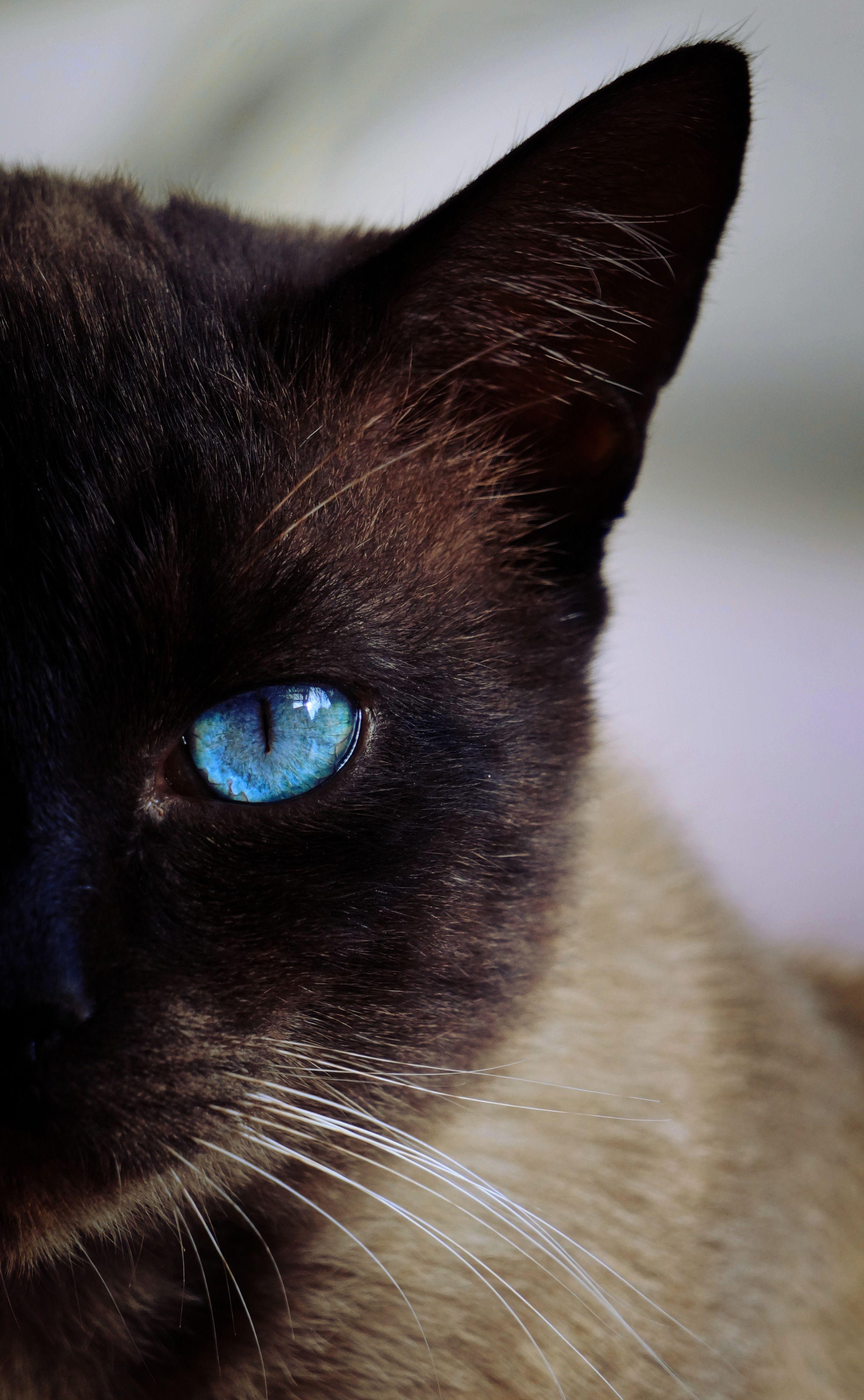 Siamese Cat Wallpapers - Top Free Siamese Cat Backgrounds - WallpaperAccess