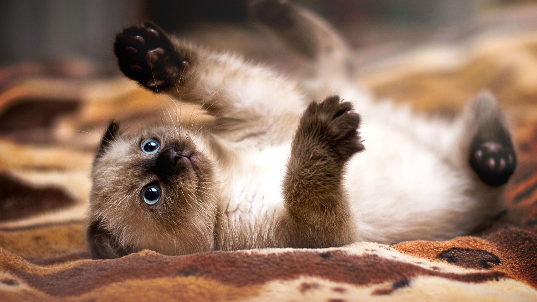 2112x1188 Siamese (Kitten, Cute, Lie, Paws) HD Cat Wallpaper