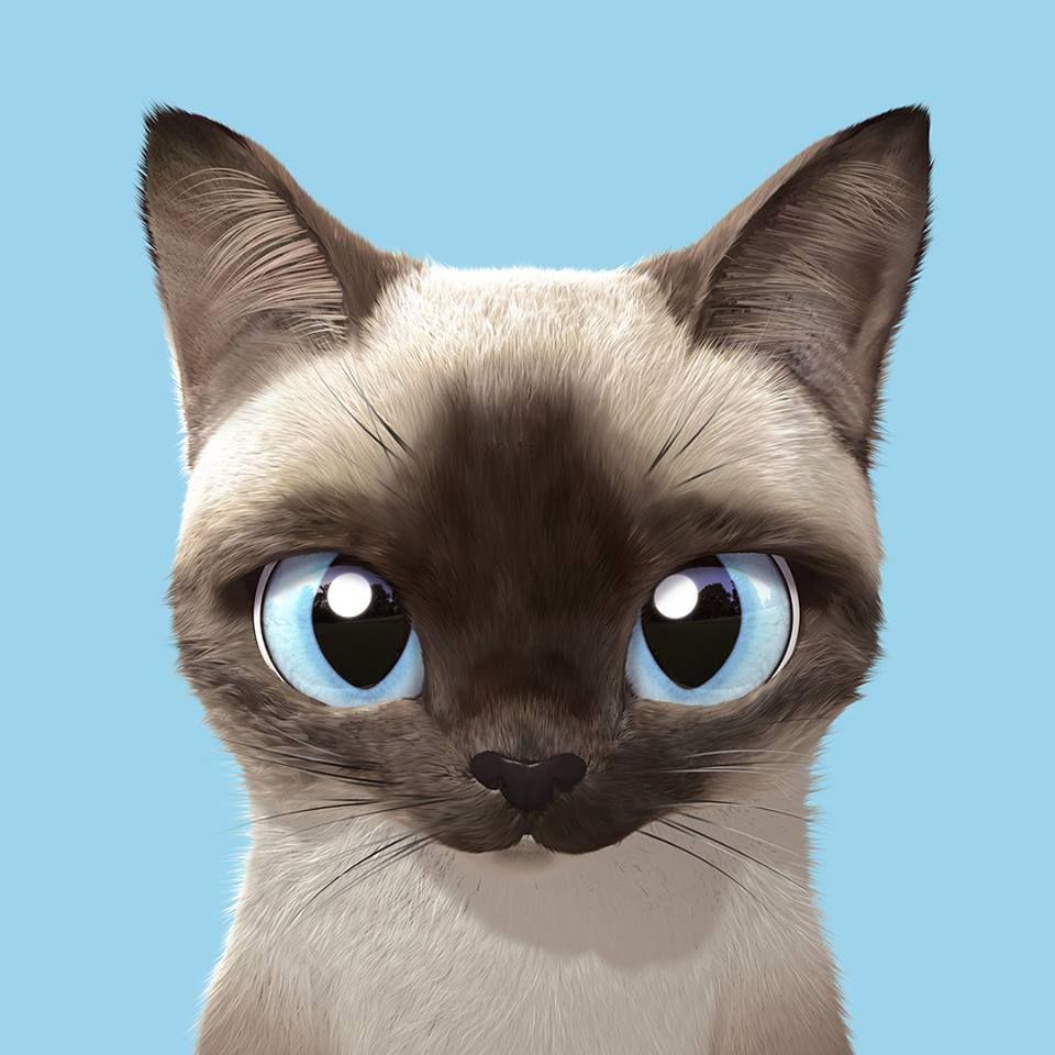 Siamese Cat Wallpapers Top Free Siamese Cat Backgrounds WallpaperAccess