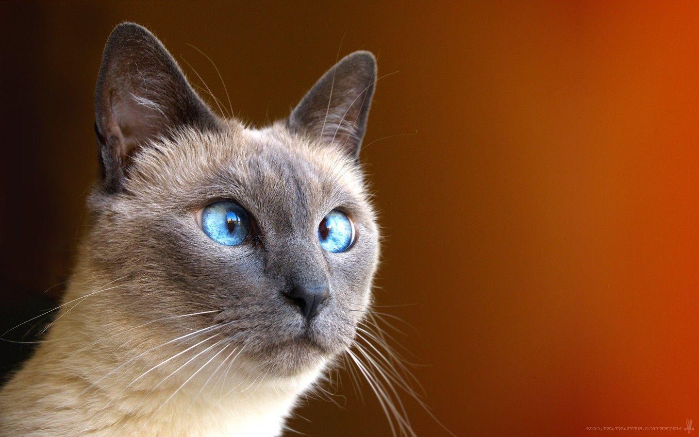 Siamese Cat Wallpapers Top Free Siamese Cat Backgrounds Wallpaperaccess