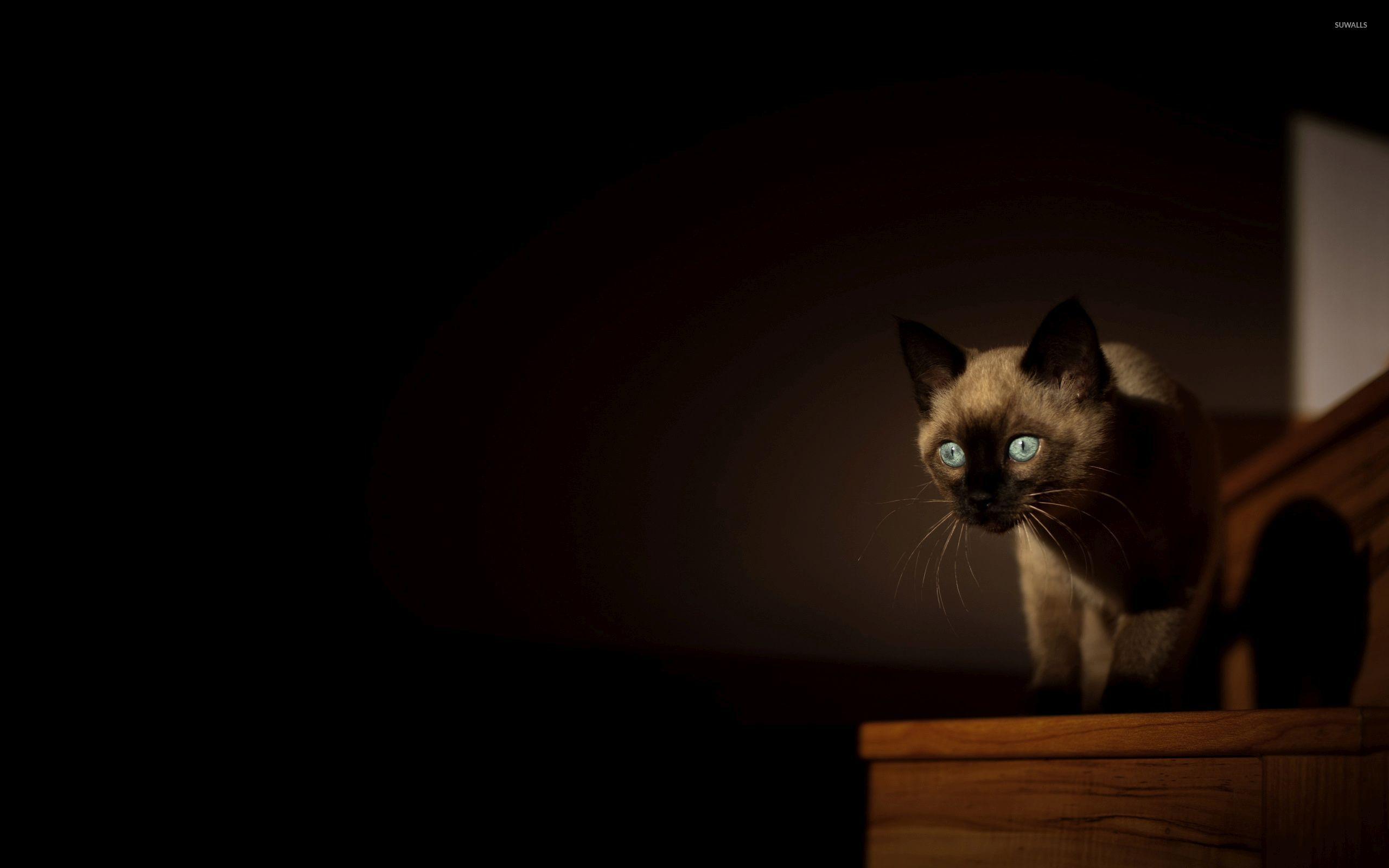 2560x1600 Siamese Cat Wallpaper 20 X 1600