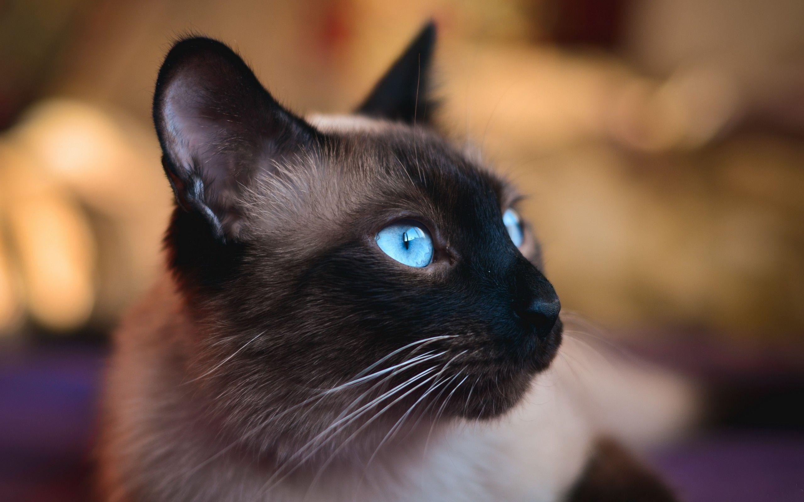 2560x1600 #blue eyes, #cat, #Siamese cats, #closeup, #animals