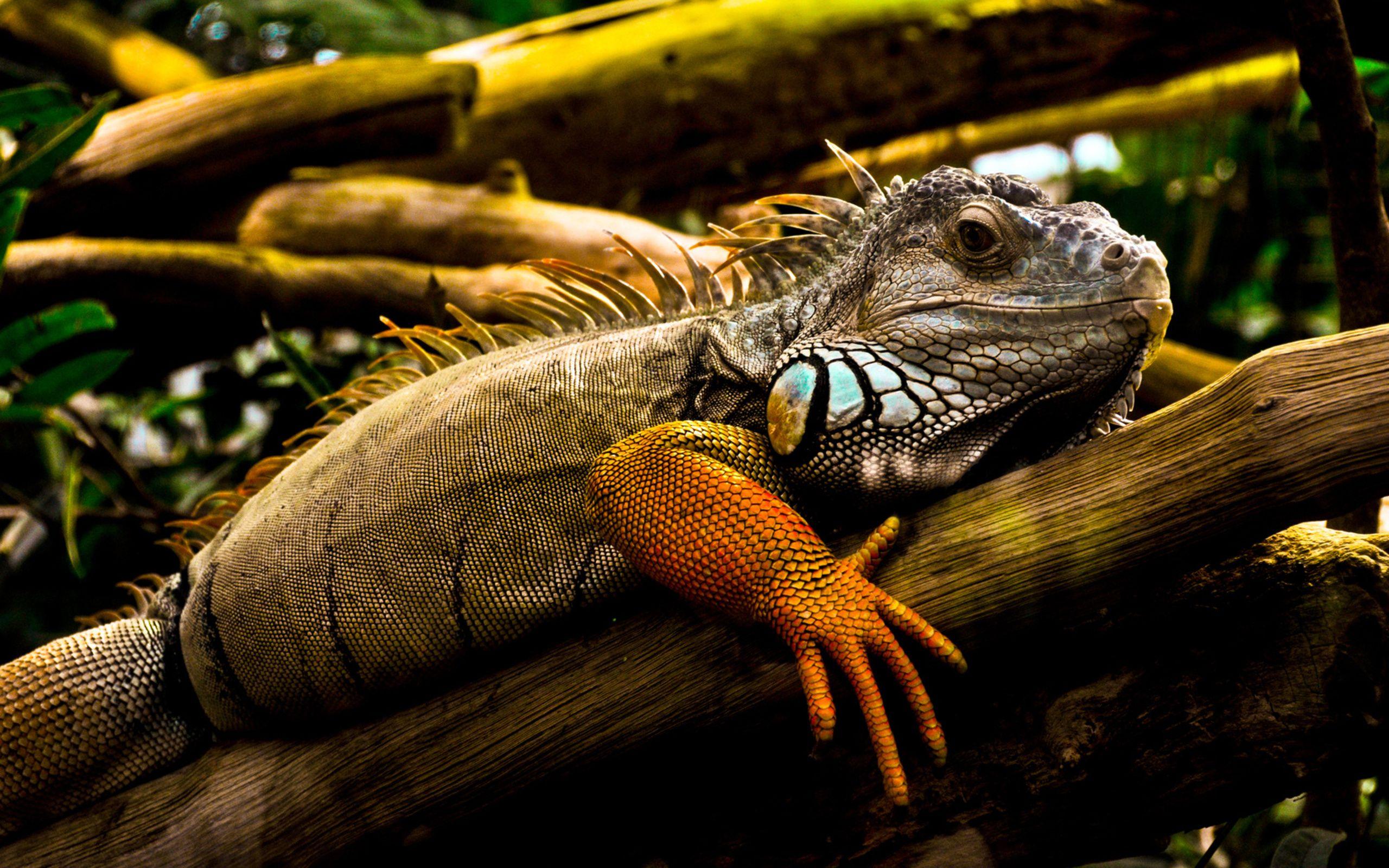 2560x1600 Iguana Wallpaper