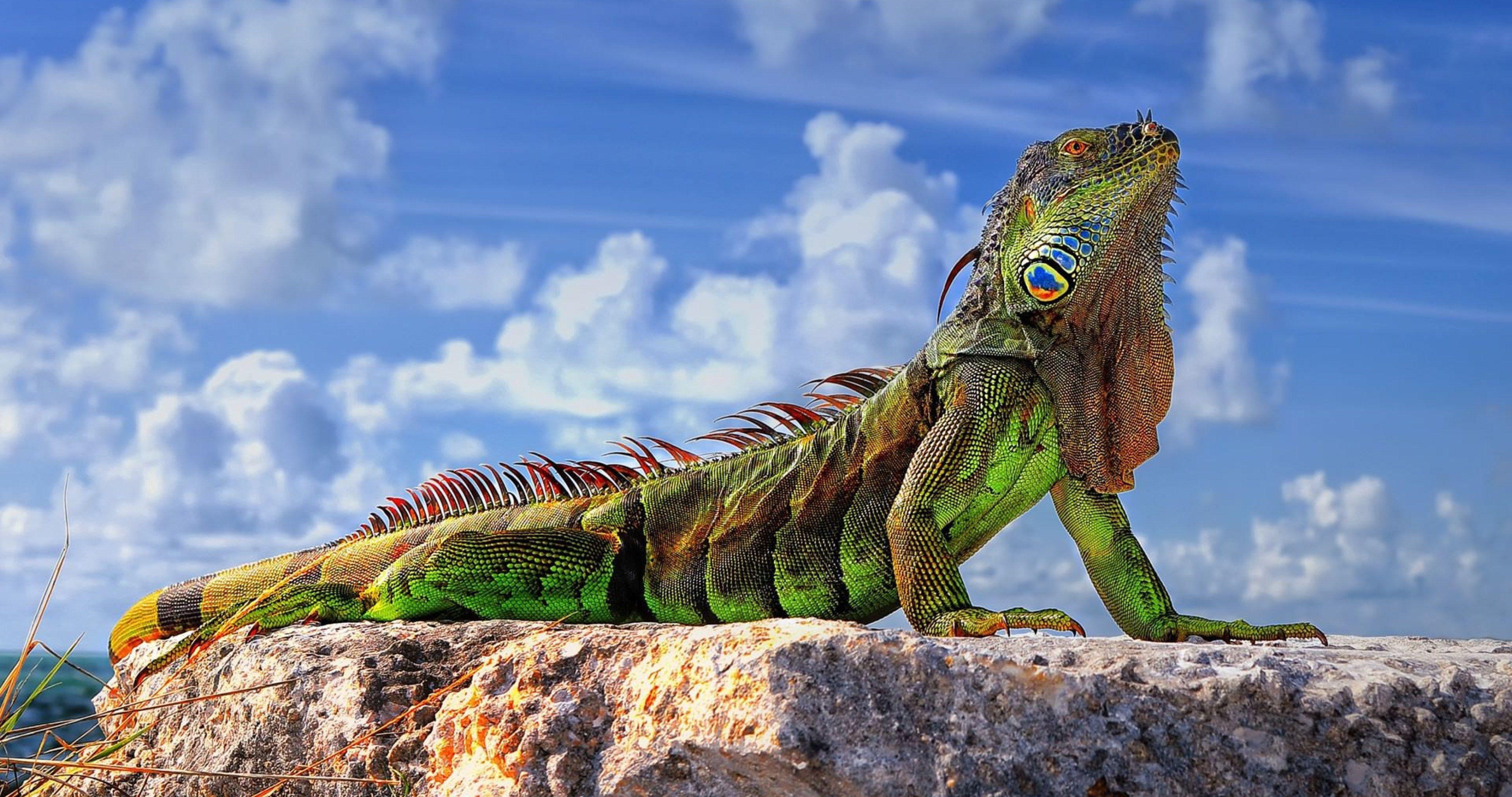 Iguana Wallpapers - Top Free Iguana Backgrounds - WallpaperAccess
