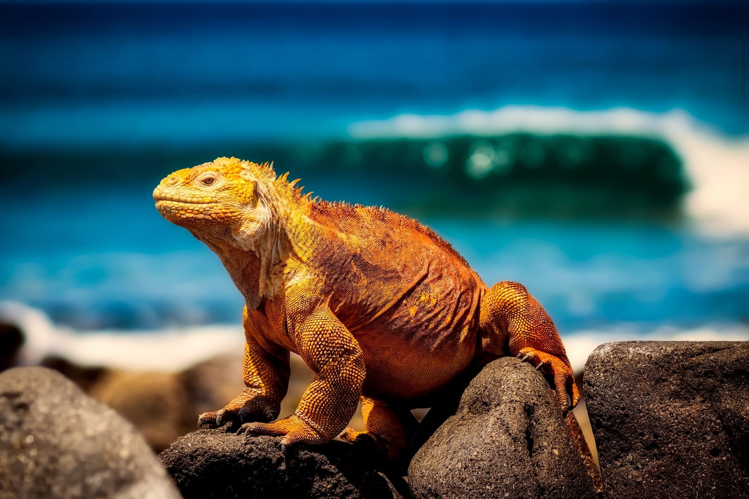 2560x1706 HD Green Iguana Wallpaper