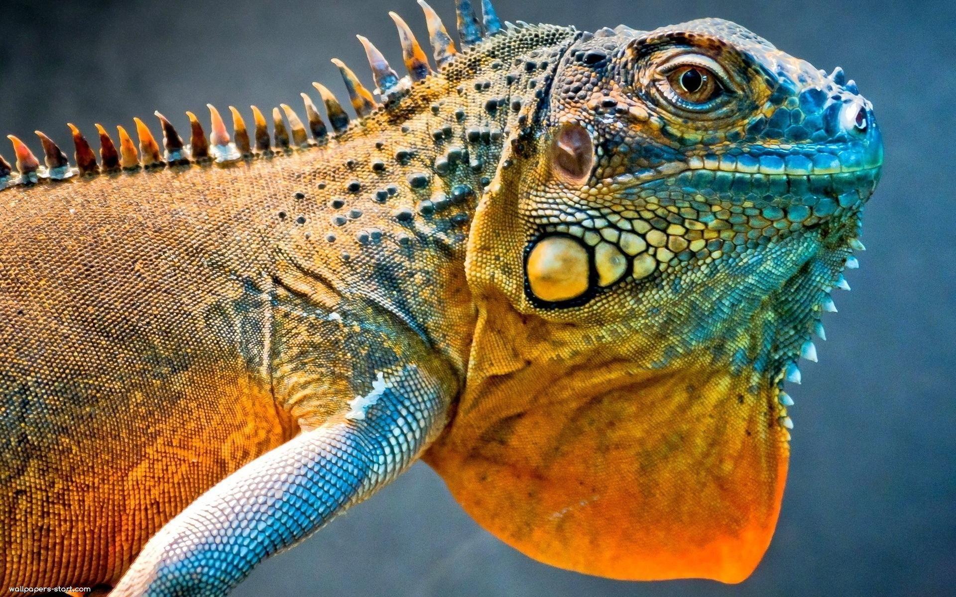 1920x1200 Iguana Wallpaper HD wallpaper. Animals, Wildlife nature, Iguana