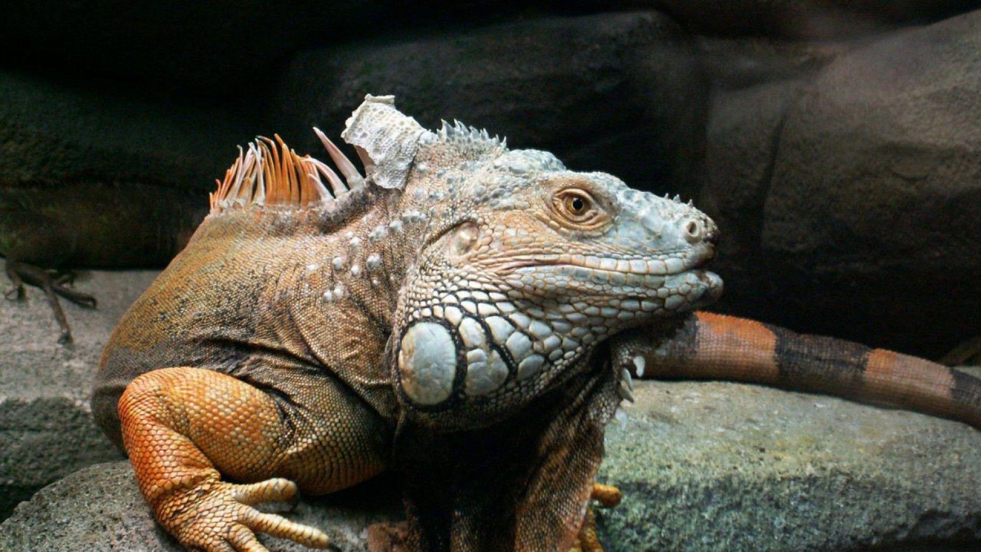 1920x1080 Iguana Wallpaper 28209
