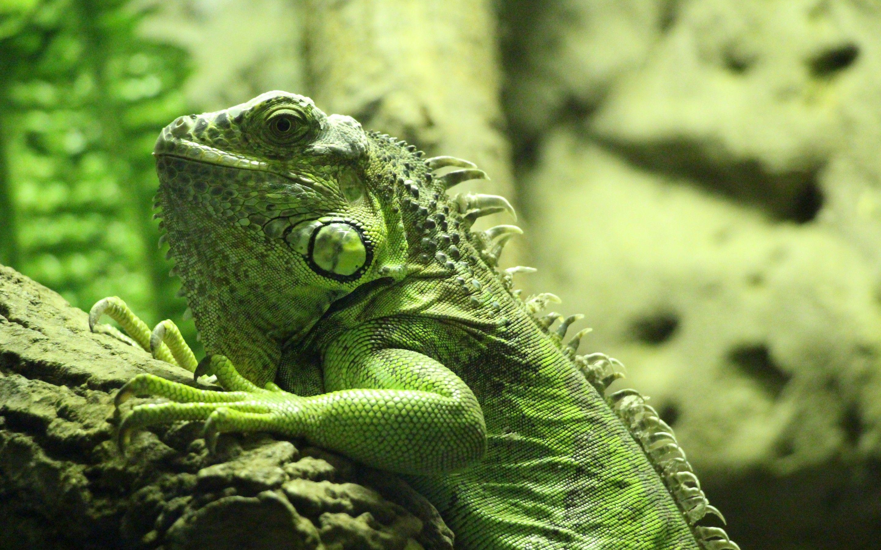 2880x1800 Iguana