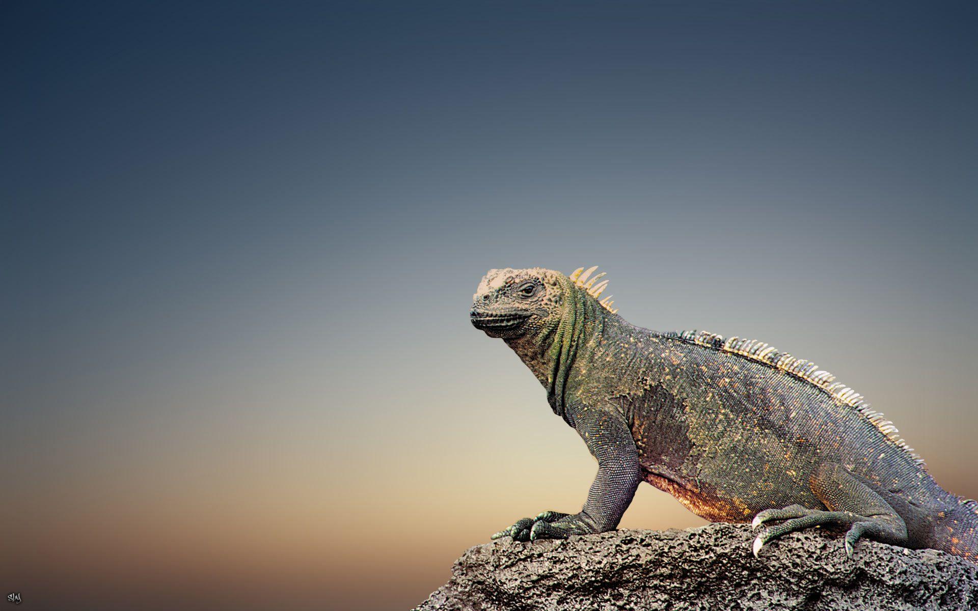 1920x1200 Iguana HD Wallpaper