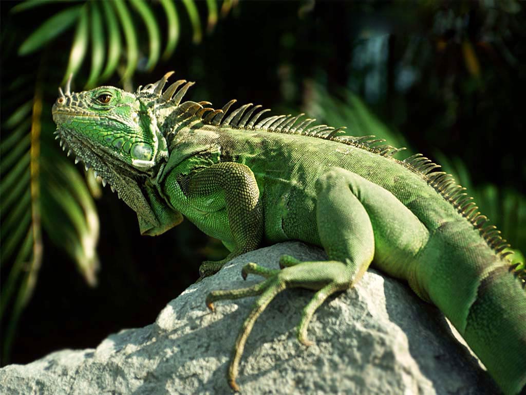 1024x768 Ultra HD Iguana Wallpaper #OE724O4