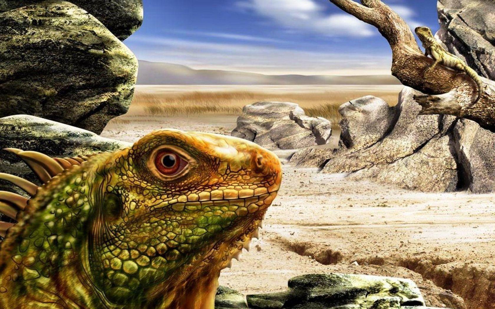 1680x1050 Iguana HD Wallpaper and Background Image