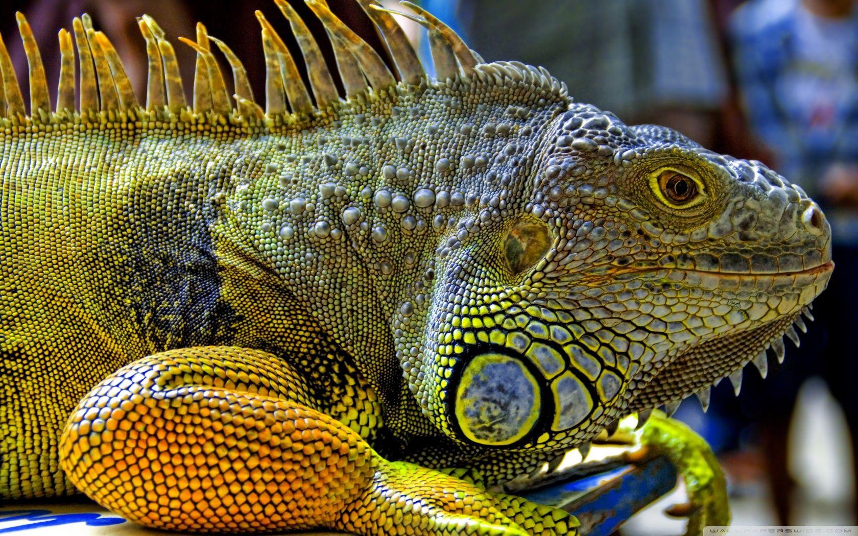 1680x1050 Iguana Wallpaper HD #KUQZES7