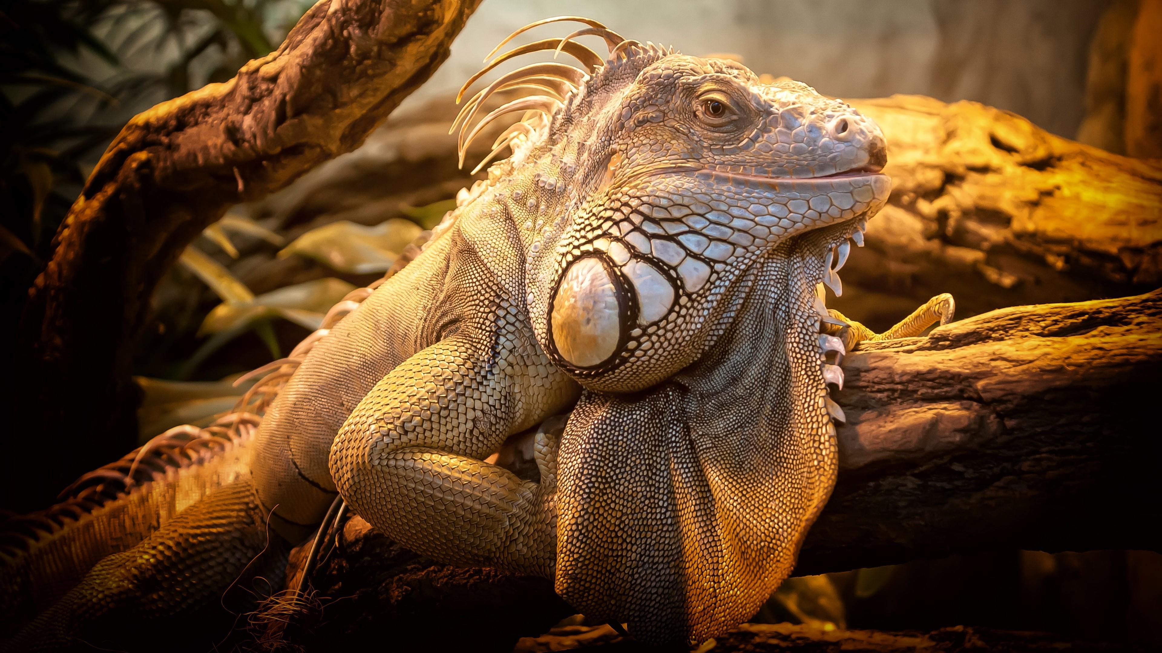 Iguana Wallpapers - Top Free Iguana Backgrounds - WallpaperAccess