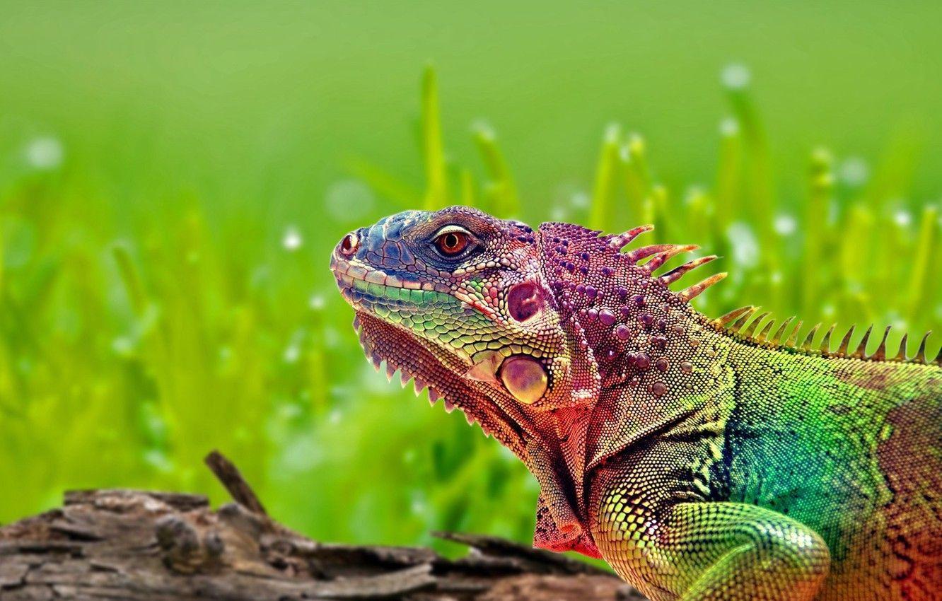 1332x850 Wallpaper lizard, Rainbow, iguana image for desktop