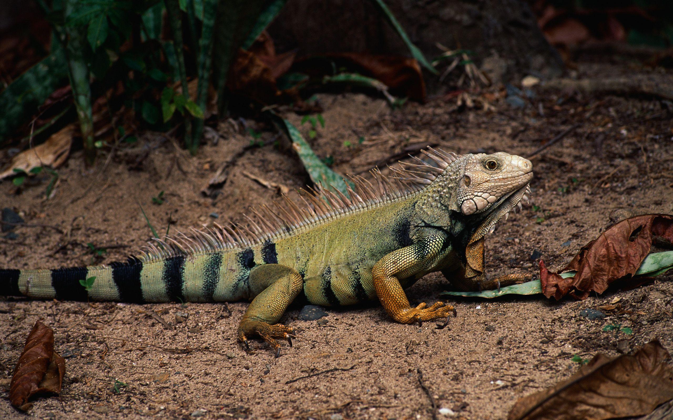 2560x1600 Iguana HD Wallpaper and Background Image