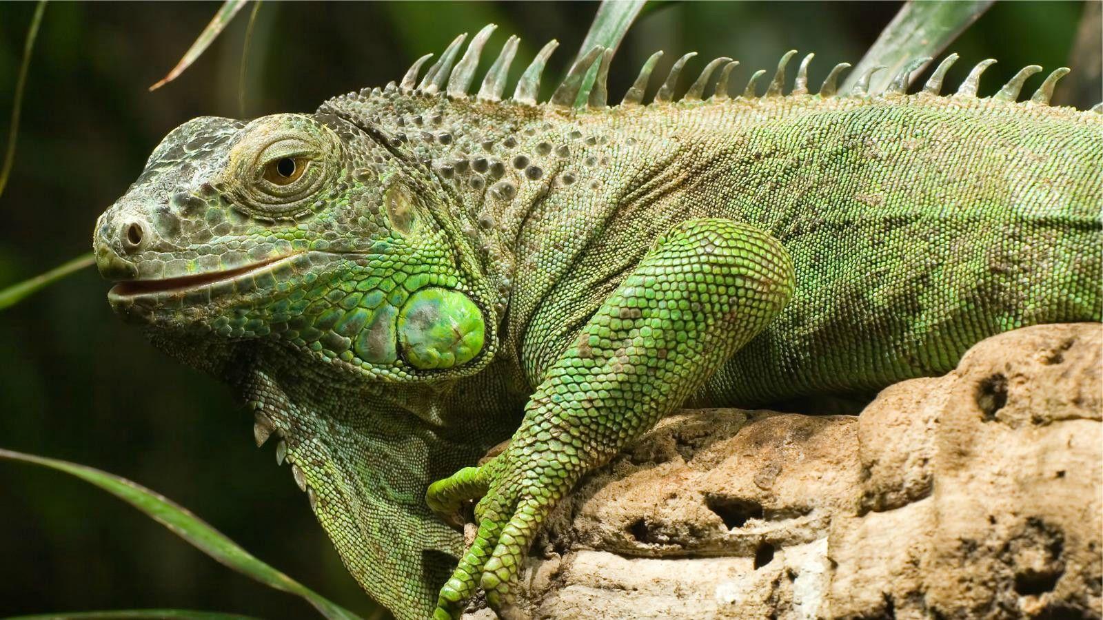 Iguana Wallpapers - Top Free Iguana Backgrounds - WallpaperAccess