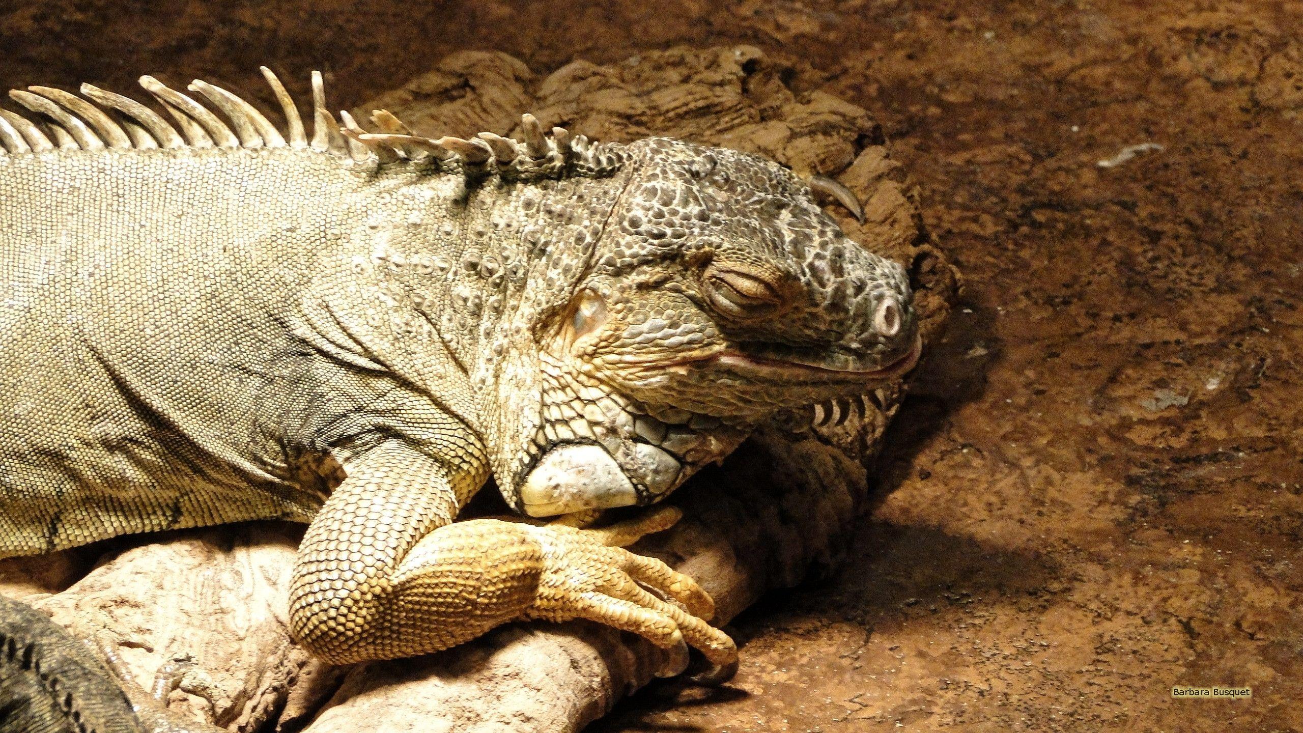 2560x1440 Green iguana in zoo. Barbaras HD Wallpaper